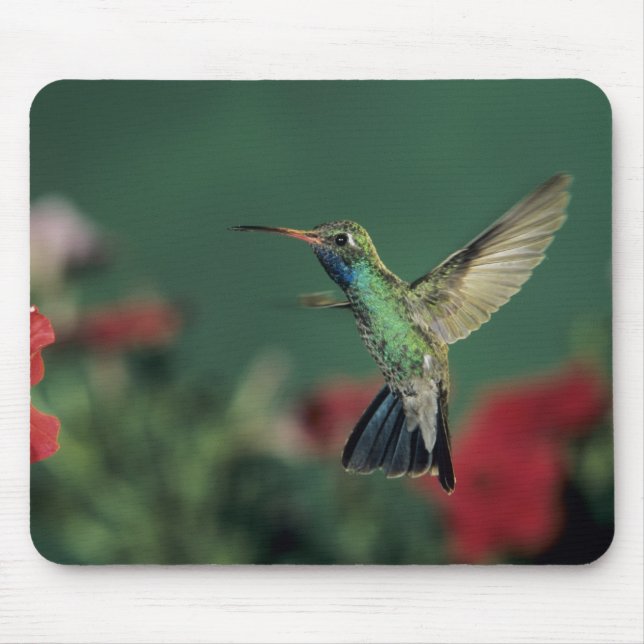 Alfombrilla De Ratón Colibrí Picolargo, Cynanthus (Frente)
