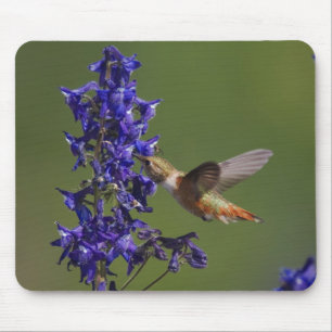 Alfombrilla De Ratón Colibrí rufescente