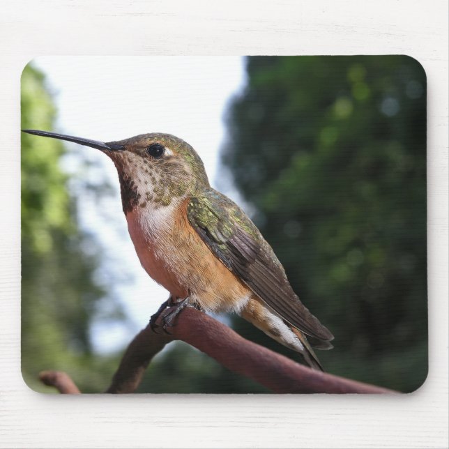 Alfombrilla De Ratón Colibrí Rufous Femenino - Mousepad (Frente)