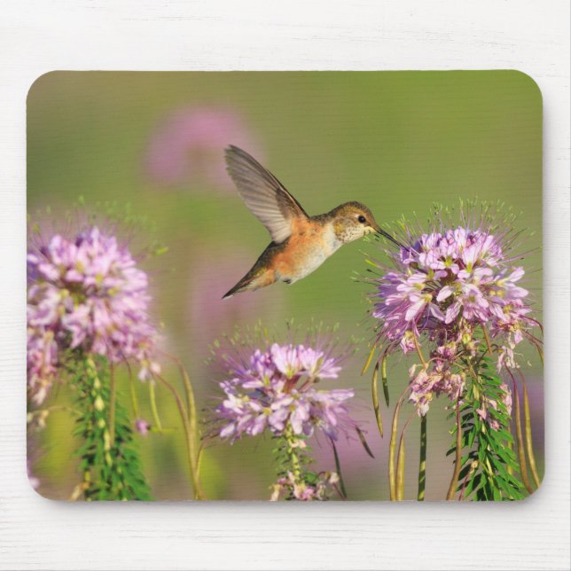 Alfombrilla De Ratón Colibrí y Wildflowers (Frente)