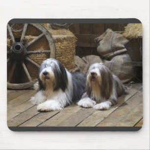 Alfombrilla De Ratón Collie barbudo