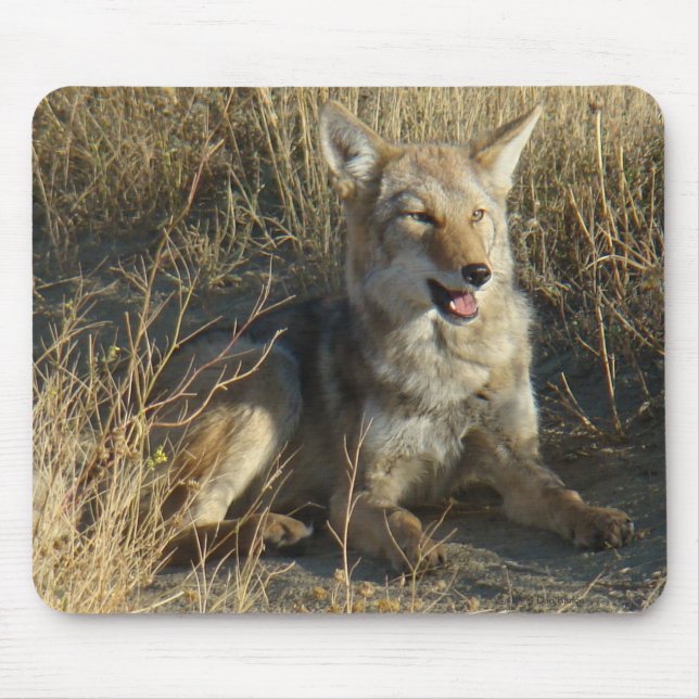 Alfombrilla De Ratón Colocación del coyote R18 (Frente)