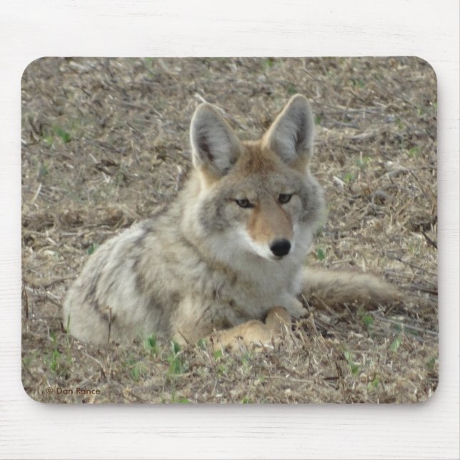 Alfombrilla De Ratón Colocación del coyote R22 (Frente)