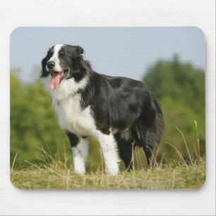 Alfombrilla De Ratón Colocación del jadeo del border collie