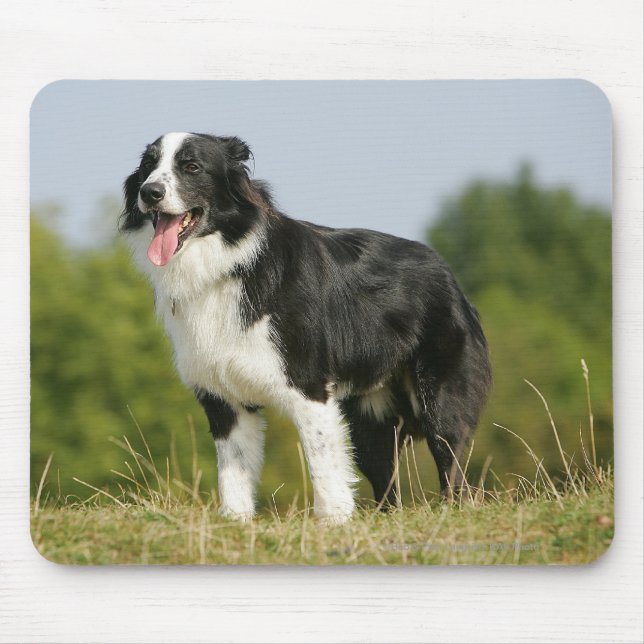 Alfombrilla De Ratón Colocación del jadeo del border collie (Frente)
