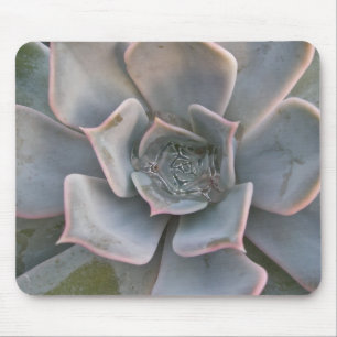 Alfombrilla De Ratón Colorido Suculento Mousepad 1