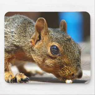 Alfombrilla De Ratón Comer de estela de estela de ardilla