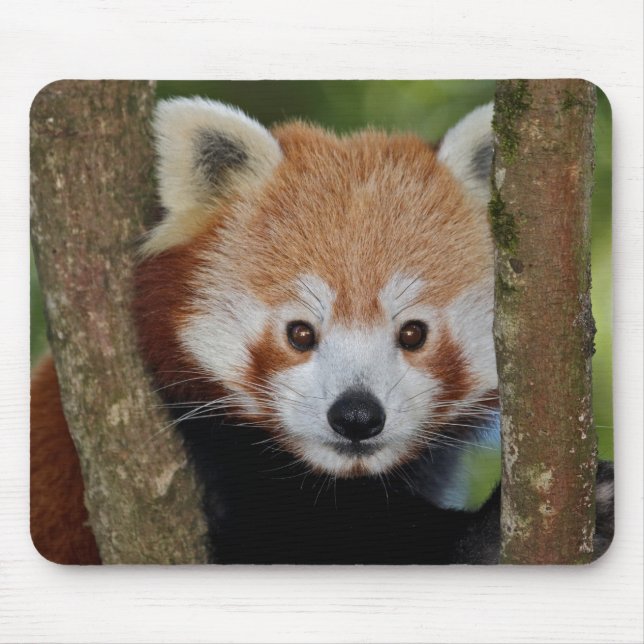 Alfombrilla de ratón con retrato de panda (Frente)
