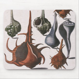 Alfombrilla De Ratón Conchas marinas, conchas marinas antiguas, vida ma