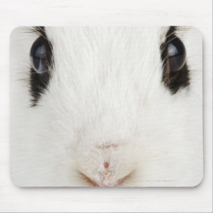 Alfombrilla De Ratón Conejo inglés (Oryctolagus cuniculus)