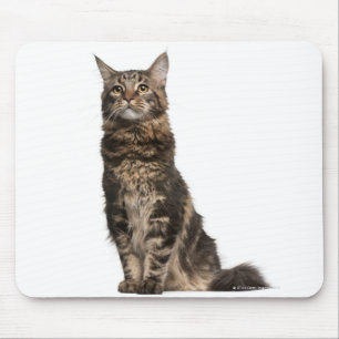 Alfombrilla De Ratón Coon de Maine (8 meses)
