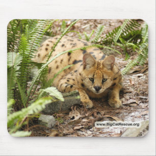 Alfombrilla De Ratón copia del serval 019