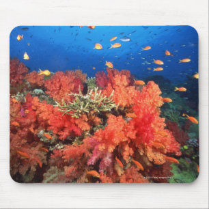 Alfombrilla De Ratón Coral y pescados