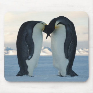 Alfombrilla De Ratón Cortejo del pingüino de emperador