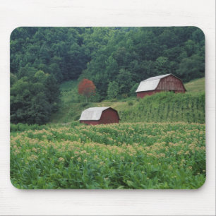 Alfombrilla De Ratón Cosecha del tabaco y pares de graneros rojos del