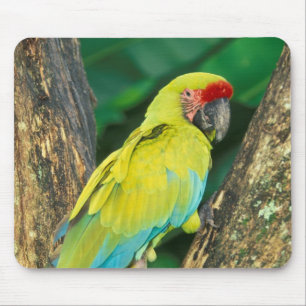 Alfombrilla De Ratón Costa Rica, Ara Ambigua, Gran Guacamayo Verde.