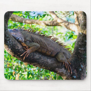 Alfombrilla De Ratón Costa Rica, Muelle - Iguana perezosa descansando e