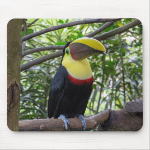 Alfombrilla De Ratón costa rica, vida silvestre, naturaleza