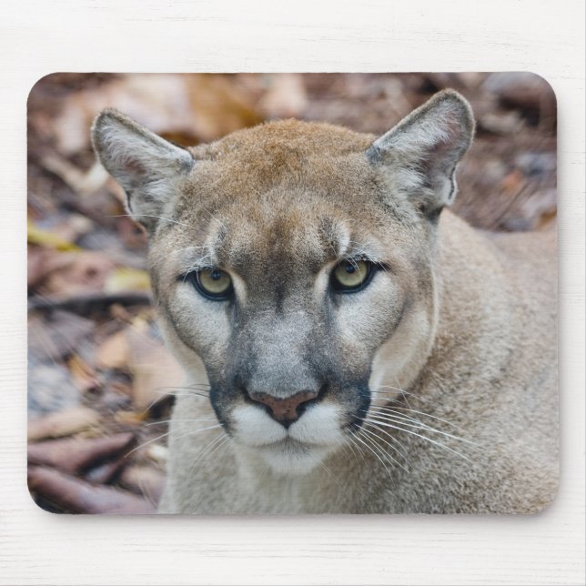Alfombrilla De Ratón Cougar, león de montaña, pantera de Florida, Puma (Frente)