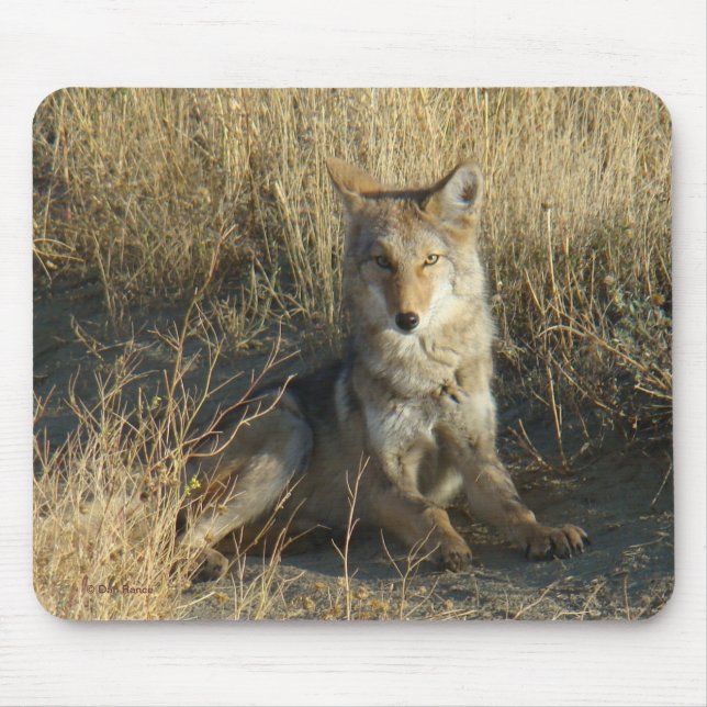 Alfombrilla De Ratón Coyote R15 acostado (Frente)
