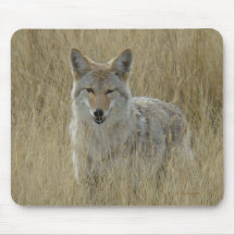 Coyote R2 en hierba alta