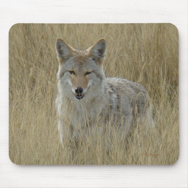 Alfombrilla De Ratón Coyote R2 en hierba alta (Frente)