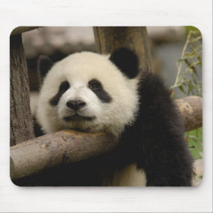 Alfombrilla De Ratón Cría de panda gigante (Ailuropoda melanoleuca)