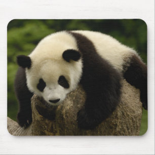 Alfombrilla De Ratón Cría de panda gigante (Ailuropoda melanoleuca)