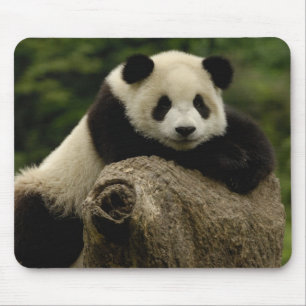 Alfombrilla De Ratón cría de panda gigante (Ailuropoda melanoleuca)