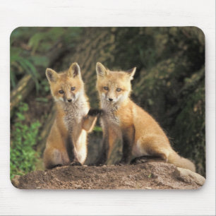 Alfombrilla De Ratón Cría de zorro rojo frente a la guarida Vulpes vulp