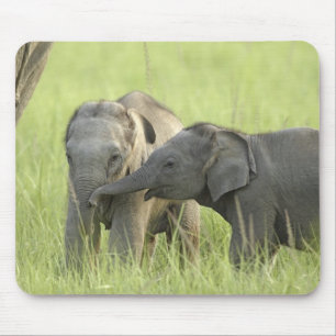 Alfombrilla De Ratón Crías de elefante indio / asiático
