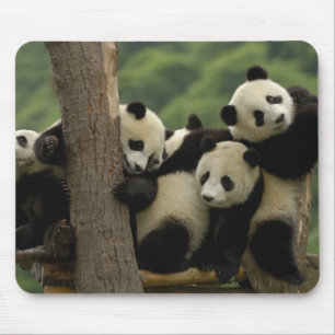 Alfombrilla De Ratón Crías de panda gigante (Ailuropoda melanoleuca)
