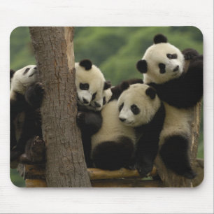 Alfombrilla De Ratón crías de panda gigante Ailuropoda melanoleuca)