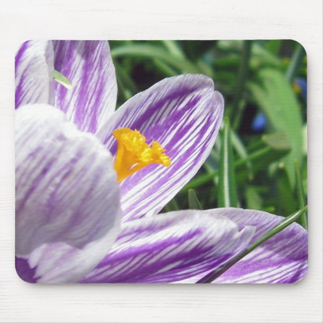 Alfombrilla De Ratón Crocus violeta de primavera (Frente)