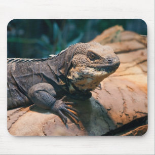 Alfombrilla De Ratón Ctenosaura melanosterna