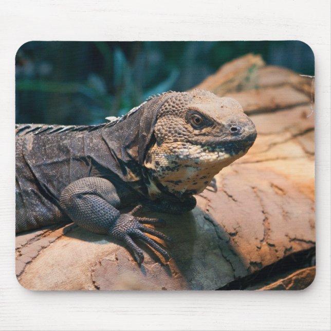 Alfombrilla De Ratón Ctenosaura melanosterna (Frente)