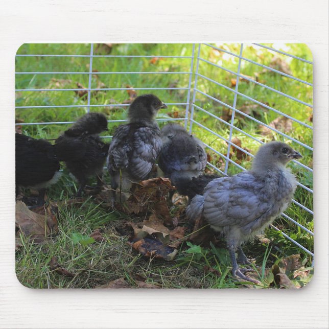 Alfombrilla De Ratón Cuál está para arriba - extremo del pollo (Frente)