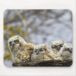 Alfombrilla De Ratón Cuatro grandes lechones (Bubo Virginianus)