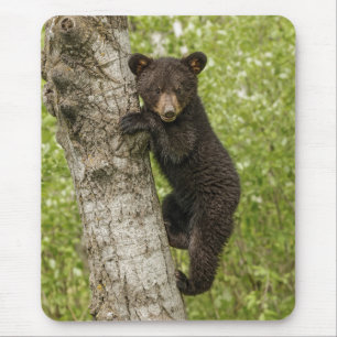Alfombrilla De Ratón Cubo de oso negro en árbol
