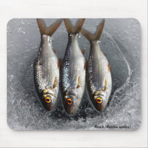 Alfombrilla De Ratón Cucaracha