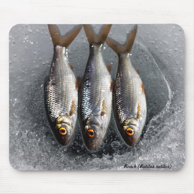 Alfombrilla De Ratón Cucaracha (Frente)