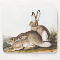Cuenca de la Montaña Rocosa de Townsend (Lepus Tow