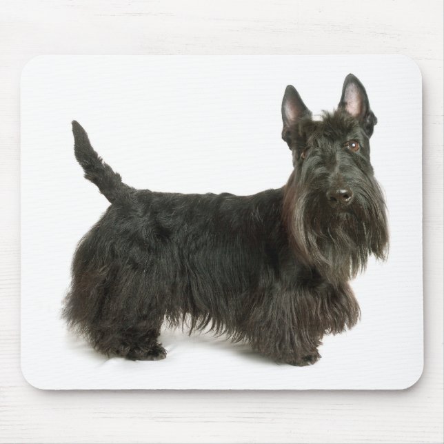 Alfombrilla De Ratón Cunte escocés de cachorro picante (Frente)