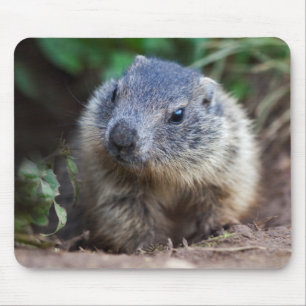 Alfombrilla De Ratón Curioso Baby Marmot Mousemat