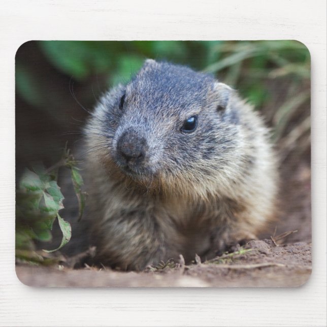Alfombrilla De Ratón Curioso Baby Marmot Mousemat (Frente)