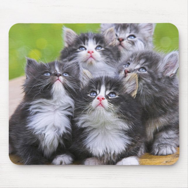 Alfombrilla De Ratón Cute Kittens (Frente)
