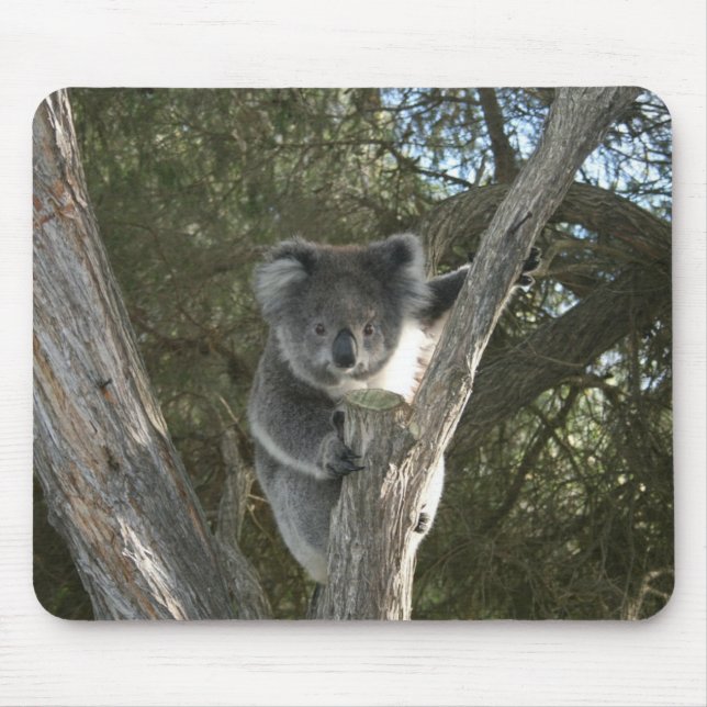 Alfombrilla De Ratón Cute Koala Climbing a Tree Photo (Frente)