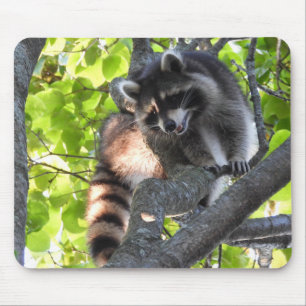 Alfombrilla De Ratón Cute Raccoon en un árbol