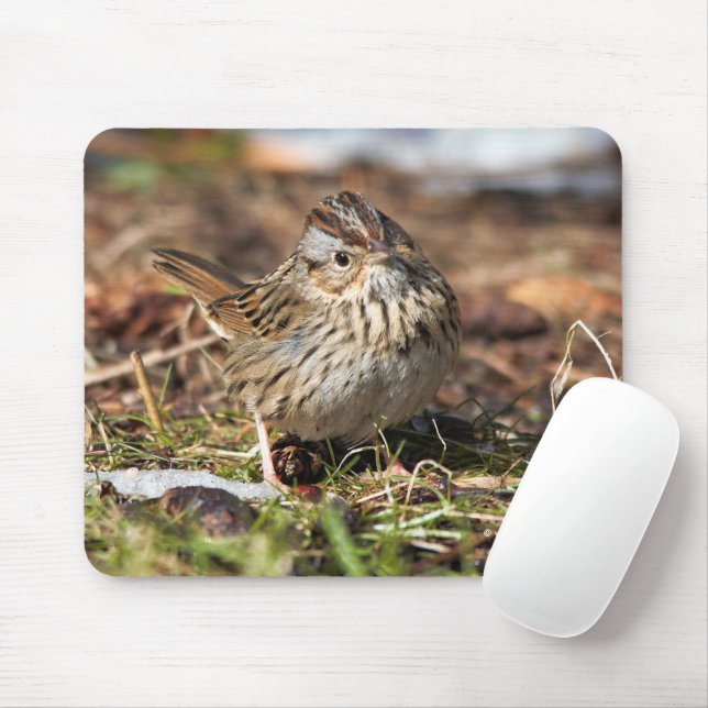 Alfombrilla De Ratón Cute Spunky Lincoln's Sparrow Songbird (Con ratón)