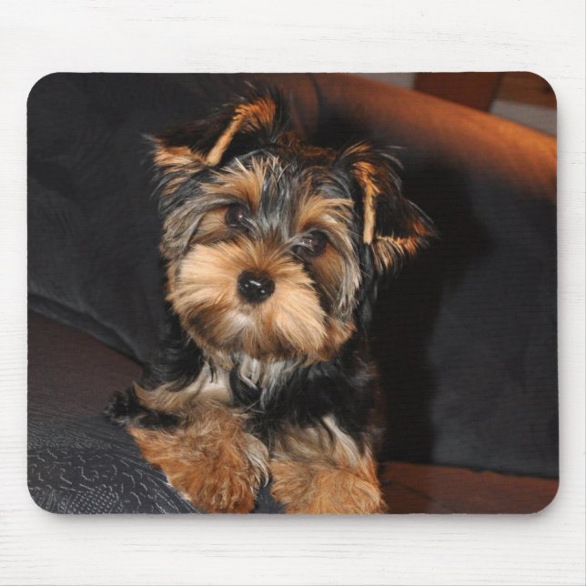 Alfombrilla De Ratón Cute Yorkshire Terrier Puppy (Frente)